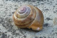 Cepaea nemoralis nemoralis