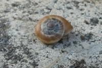 Pyrenaearia carascalensis carascalensis