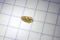 Cochlicopa lubrica