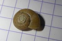 Aegopinella