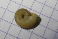 Aegopinella