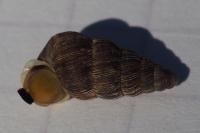 Obscurella