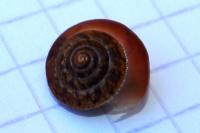 Hygromia cinctella