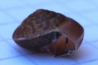 Hygromia cinctella