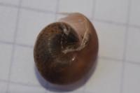 Hygromia cinctella