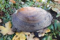 Anodonta cygnea