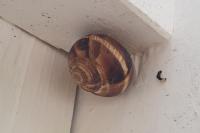 Helix lucorum