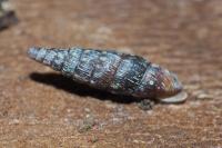 Clausiliidae