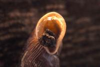Clausiliidae