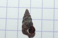 Obscurella obscura laburdensis