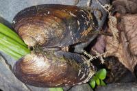 Unio mancus / Unio pictorum