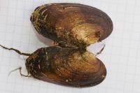 Unio mancus / Unio pictorum