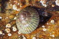 Steromphala cineraria