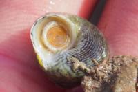 Steromphala cineraria