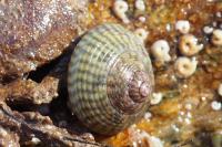 Steromphala cineraria
