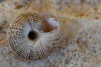 Xeroplexa intersecta