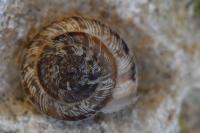 Xeroplexa intersecta