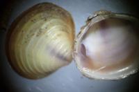 Corbicula fluminea