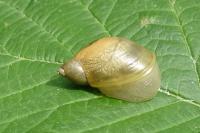 Succinea putris
