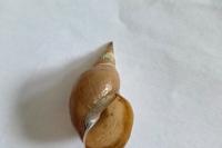Lymnaea stagnalis