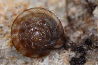 Gonyodiscus rotundatus