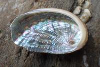 Haliotis tuberculata