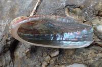 Haliotis tuberculata