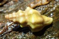 Tarantinaea lignaria