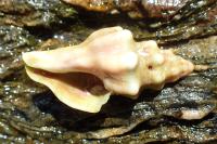 Tarantinaea lignaria