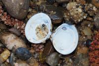 Corbicula fluminea