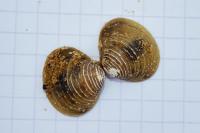 Corbicula fluminea