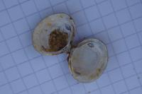 Corbicula fluminea