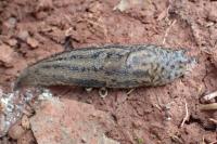 Limax maximus