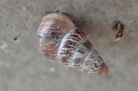 Cochlicella acuta