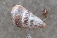 Cochlicella acuta