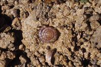 Gonyodiscus rotundatus