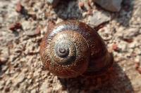 Otala punctata