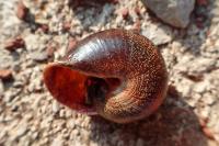 Otala punctata