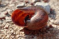 Otala punctata