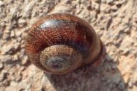 Otala punctata