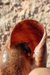 Otala punctata