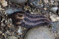 Limax maximus