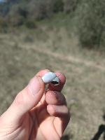 Sphincterochila candidissima