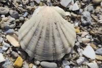 Aequipecten opercularis