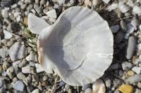 Aequipecten opercularis
