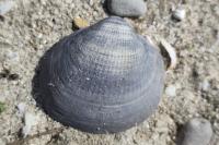 Glycymeris pilosa