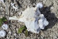Bolinus brandaris