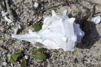 Bolinus brandaris