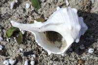 Bolinus brandaris