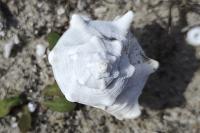 Bolinus brandaris